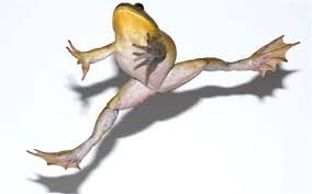 Leap Year frog