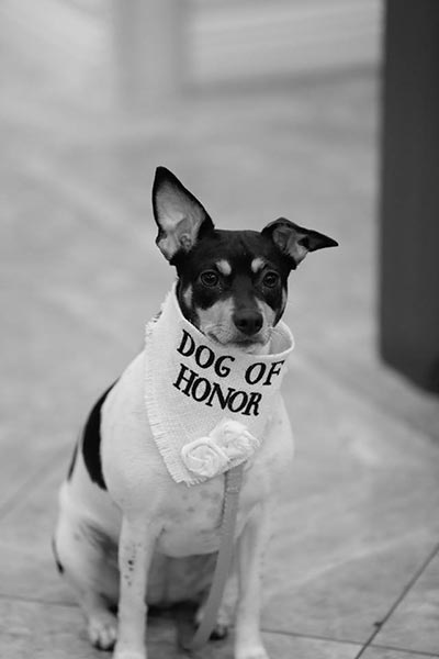 Dog of Honor | Dogs in Wedding Ideas | Pet Friendly Wedding Venue in Las Vegas