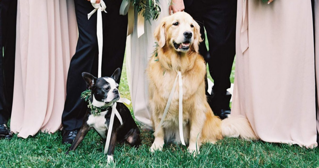 Dog Wedding Ideas for Dog Lovers Chapel of the Flowers Blog