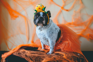 Fall Festival Dog Adoption Event
